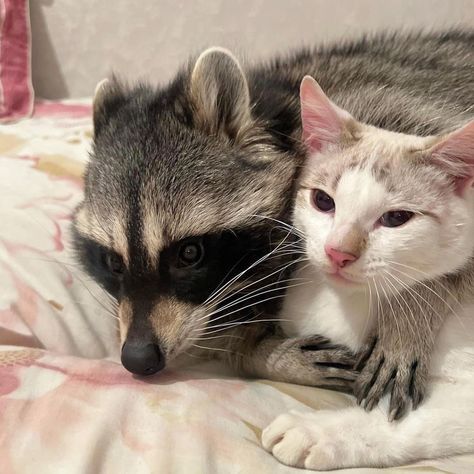 Unusual Animal Friendships, Animal Friendships, Pet Raccoon, Cute Raccoon, Funny Pets, Raccoon Funny, Exotic Animals, Animals Friendship, Trash Panda