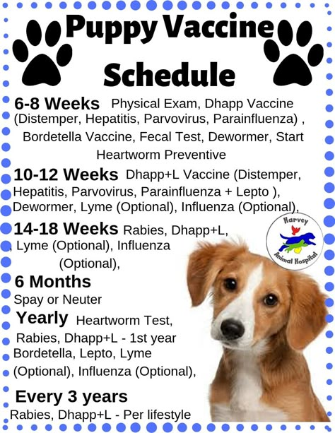 Puppy Schedule, Puppy Training Schedule, New Puppy Checklist, Puppy Checklist, Puppy Time, Dog Remedies, Puppies Tips, Dog Info, Training Treats