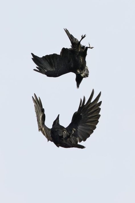 Black Birds, Jackdaw, Crows Ravens, Kraken, Photo Reference, The Dance, Ravens, 귀여운 동물, Art Reference Photos