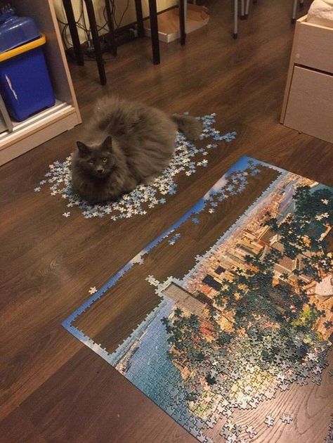 Cat Puzzle, Funny Cat Pictures, Cute Funny Animals, Cat Photo, Crazy Cats, Cat Pics, Cat Love, Beautiful Creatures, Funny Cute