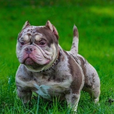 Micro Bully Dogs, Merle American Bully, Pit Monster, Pocket Pitbull, American Bully Puppy, Exotic Bully, American Bully Puppies, American Bully Pocket, Bully Puppy