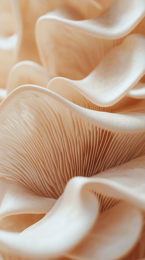 Extreme close-up macro photography of mushroom gills, intricate organic patterns, delicate ridges and folds, warm beige and cream color palette, soft gradient lighting, ultra-high detail 8K resolution, focus on texture and form, abstract natural geometry, inspired by biological structures, minimalist composition, shallow depth of field, soft shadows enhancing dimensionality, studio lighting for maximum clarity, fine art approach to fungal anatomy, subtle variations in hue across the image Organic Textures Patterns, Flow In Nature, Mushroom Close Up, Colors And Textures, Soft Texture Aesthetic, Texture Photography Ideas, Mushroom Photoshoot, Extreme Close Up Photography, Organic Patterns In Nature