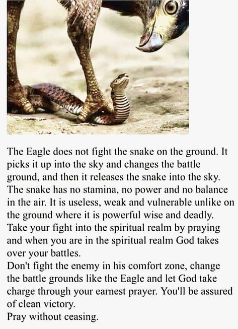 🙏FIGHTING SPIRITUAL BATTLES -“Lesson From The Eagle” The Eagle does not fight the snake on the ground... Woord Van God, Fervent Prayer, Pray Without Ceasing, Jesus Christus, Prayer Warrior, The Eagle, Spiritual Warfare, Power Of Prayer, Spiritual Inspiration