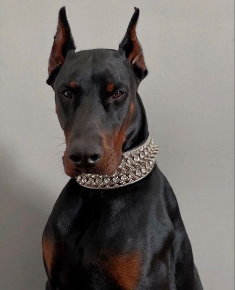 Perro Doberman Pinscher, Black Doberman, Rare Dogs, Doberman Dog, Malinois Dog, Doberman Pinscher Dog, Scary Dogs, Doberman Dogs, Pretty Dogs