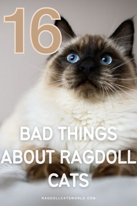 Owning a ragdoll cat may seem like a dream, but there are some drawbacks you need to consider before bringing one into your home. From their tendency to be clingy and demanding to their potential health issues, it's important to be aware of the downsides. If you're thinking about getting a ragdoll cat or already have one, this information will help you navigate the challenges and enjoy all the wonderful things about this breed. Cat Breeds Ragdoll, Ragdoll Cat Breed, Most Popular Cat Breeds, Popular Cat Breeds, Cat Allergies, Ragdoll Cats, Cat Hacks, Ragdoll Kitten, Outdoor Cats