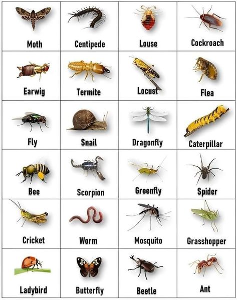 Animals Name With Picture, Fruits Name In English, Insects Names, Animal Pictures For Kids, General Knowledge For Kids, Animals Name In English, Animal Infographic, Chicken Drawing, Plant Insects