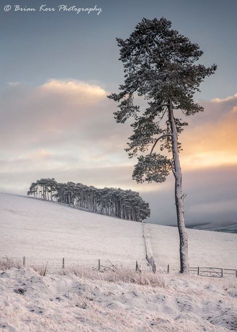 The Scots Pine Scots Pine Tree, Scottish Scenery, Skibo Castle, Scots Pine, Japanese Gardens, Beautiful Photos Of Nature, Japanese Garden, Tree Painting, Chinese Art