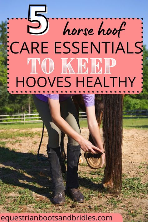 Horse Care Hacks, Horse Tips For Beginners, Horse Care For Beginners, Horse Grooming Tips, Horse Training Schedule, Horse Checklist, Pole Exercises For Horses, Liberty Horse Training, Lunging Horse