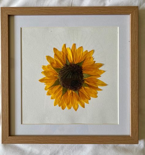 Dried Sunflower In Frame, Pressed Sunflowers Framed, Pressed Sunflower In Frame, Pressed Sunflower Art, Sunflower Diy Crafts Home Decor, How To Press Sunflowers, Dried Sunflowers Ideas, Sunflower Drying, Diy Float Frame