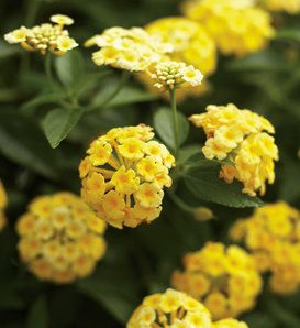 Yellow Lantana, Lantana Flower, Fall Gardens, Lantana Plant, Lantana Camara, Pineapple Sage, Making Plant Pots, Yellow Plants, Container Ideas