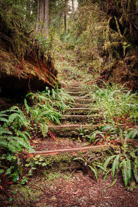 Jedediah Smith Redwoods State Park, Redwood Forest California, Humboldt Redwoods State Park, Redwoods California, Coastal Redwood, Park Forest, Redwood Tree, Redwood Forest, Breathtaking Places