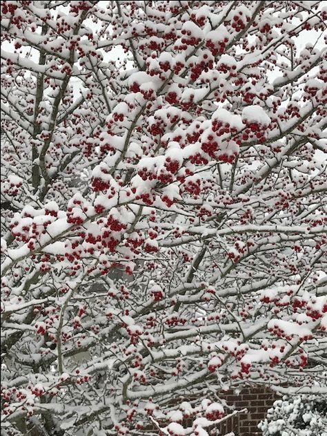 Winter King Hawthorn tree in winter Winter King Hawthorn Tree, Tree In Winter, Winter King, Hawthorn Tree, Winter Trees, City Photo, Quick Saves