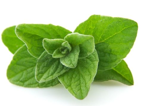 7 Wonderful Oregano Benefits Benefits Of Oregano, Oregano Oil Benefits, Oregano Essential Oil, List Of Essential Oils, Oregano Leaves, Oregano Oil, Boost Immunity, Patchouli Essential Oil, Increase Energy