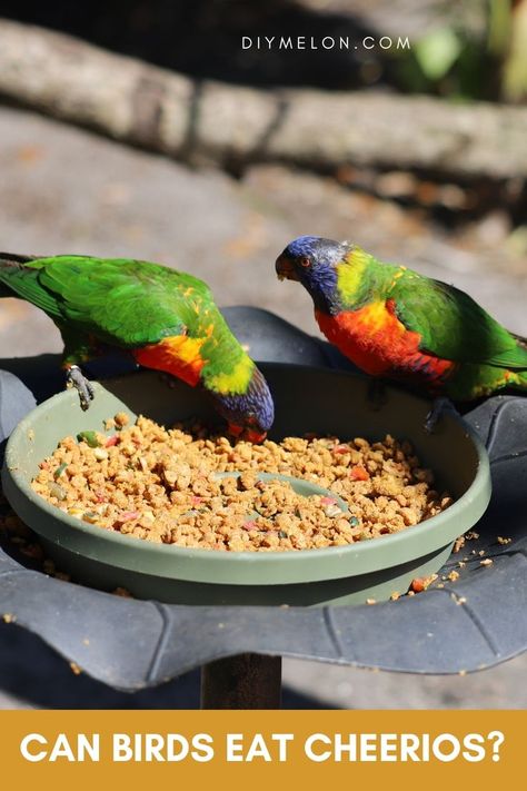 Can Birds Eat Cheerios Backyard Animals, Bird Breeds, Backyard Activities, Bird Treats, Rabbit Food, Parakeets, Bird Food, Phone Wallpaper For Men, Animal Behavior