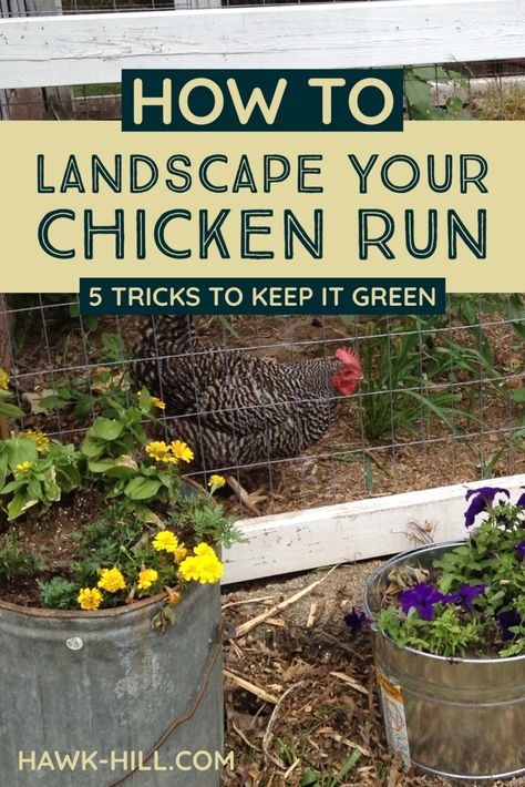 How to landscape your chicken coop run to keep it green and lush all summer long Grass In Chicken Coop, Chicken Coop Runner Ideas, Chicken Run Must Haves, What To Put In Chicken Run, Chicken Coop Landscaping Ideas, Garden With Chicken Coop, Chicken Coop Landscaping, Small Chicken Coop Diy, Small Chicken Coop Ideas