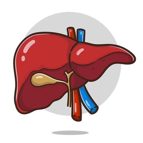 Liver Diagram Anatomy, Liver Diagram, Liver Cartoon, Liver Drawing, Liver Illustration, Liver Organ, Cartoon Live, Human Body Organs, Sticker Heart