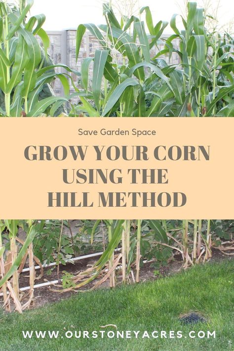 Grow your corn using the hill method in your small backyard gardens. The Hill Method is perfect for smaller vegetable gardens because it doesn't take up as much space but still produces a great crop. #growingcorn #backyardgarden #gardeningtips Grow Corn, Cold Frames, Growing Corn, Backyard Gardens, Vegetable Garden Tips, Homestead Ideas, Food Gardening, Small Vegetable Gardens, Garden Growing