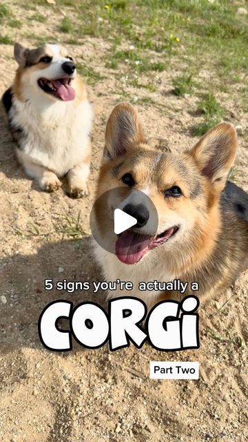 Brady & Graffiti the Corgis on Instagram: "If you weren’t a corgi from Part 1…are you one now? 😃  #corgi #corgidog #corgis #welshcorgi #pembrokewelshcorgi" Corgi Puppy, Pembroke Welsh Corgi, Corgi Dog, Welsh Corgi, Kid Stuff, Graffiti, Puppies, Dogs, On Instagram