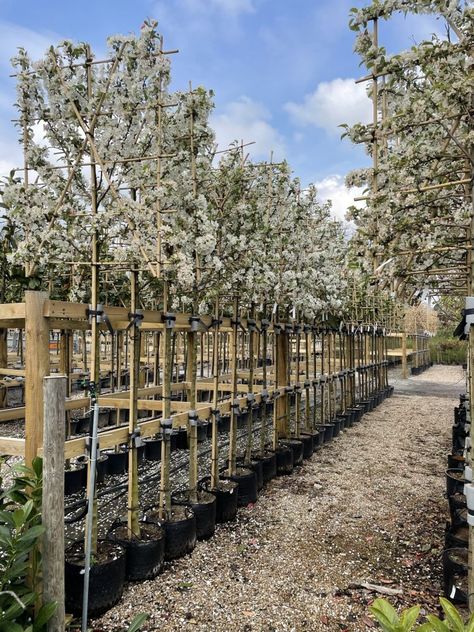 Crabapple Tree Landscaping, Crab Apple Jelly, Pleached Trees, Tree Landscaping, Landscaping Trees, Apple Jelly, Crabapple Tree, Apple Trees, Garden Compost