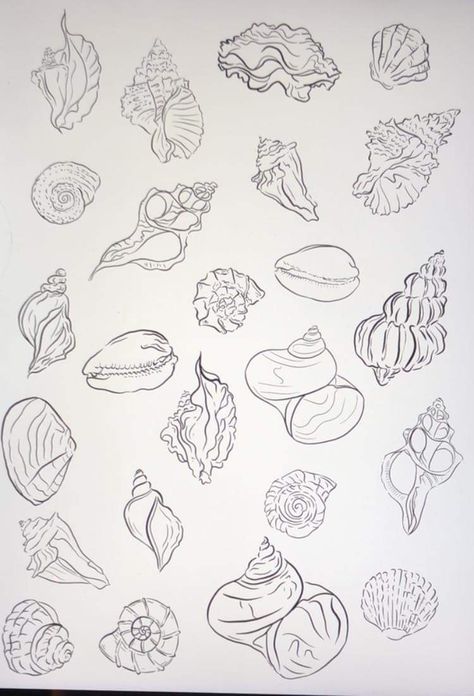 Hawaiian Shell Tattoo, Fine Line Shell Tattoo, She’ll Tattoo, Cowrie Shell Tattoo, Conch Shell Tattoo, Vintage Nautical Tattoo, Sea Shell Tattoo, Seashell Tattoo, Florida Tattoo