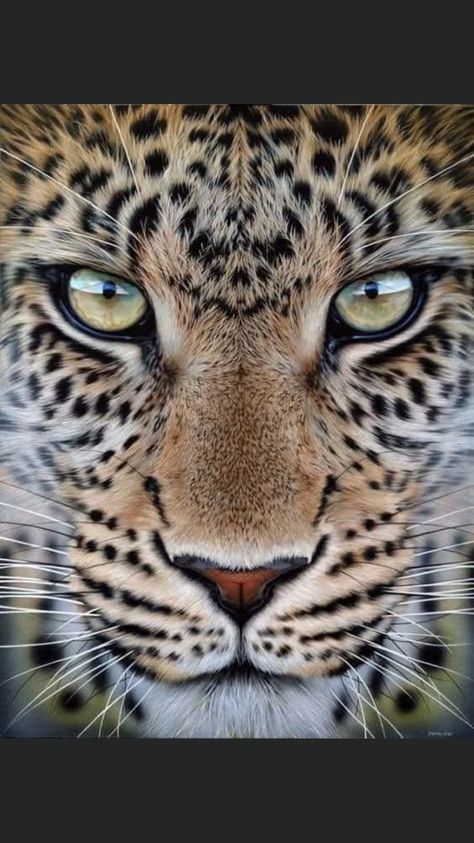 Leopard Eyes, Regard Animal, Wild Animal Wallpaper, Lion Photography, Leopard Art, Leopard Face, Tiger Pictures, Lion Images, Big Cats Art