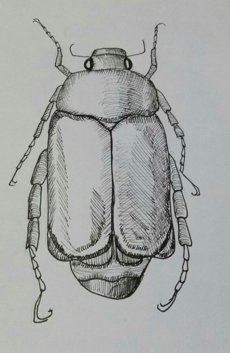 Beetle Bug Drawing, Creepy Insects Drawing, Beetle Drawing Reference, Insect Drawing Sketchbooks, Bugs Drawing Sketches, Beetle Drawing Simple, Beetle Drawings, Aesthetic Insects, Insects Sketch