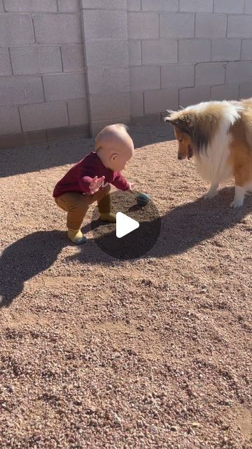 Pubity on Instagram: "Now this is a core memory right there 🐶  (Janet Duvall via Viralhog)  - #fatherson #father #dad #dogsofinstagram #dogoftheday #dogs #pubity" Neapolitan Mastiffs Puppy, Cute Puppies Videos Small Cutest Dogs, Scary Dogs Breeds, Puppies And Kittens Together, Animals Being Funny, Silly Dogs Hilarious, Ugly Puppies, Dogs And Puppies Funny, Funny Baby Animals