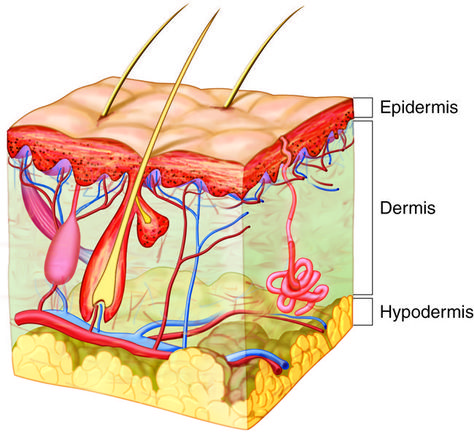 Plot Graphic Organizer, Free Graphic Organizers, Free Microsoft Word, Genetic Counseling, Skin Anatomy, Printable Label Templates, Makeup Beauty Hacks, Integumentary System, Sweat Gland