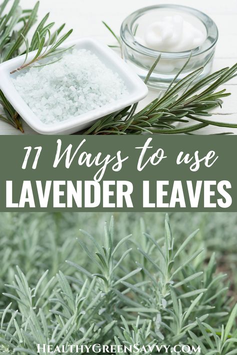 What To Do With Lavender, Lavender Plant Uses, Uses For Lavender, Plant Remedies, Using Lavender, Lavender Uses, Homemade Body Care, Lavender Crafts, Lavender Leaves