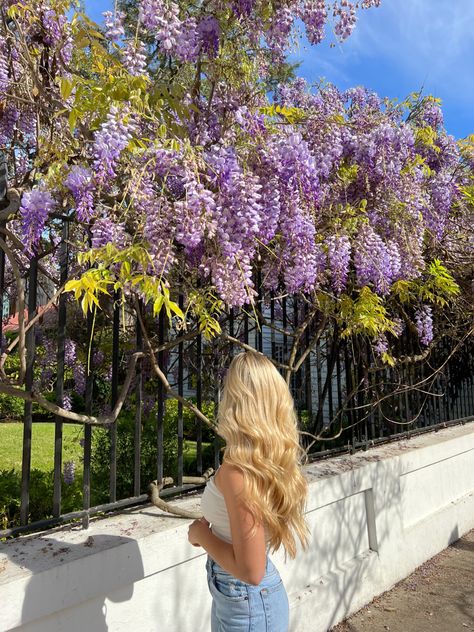 wisteria | charleston | spring flowers Charleston Sc Instagram Pictures, Wisteria Photoshoot, Charleston Photo Ideas, Charleston Instagram Pictures, Charleston Picture Ideas, Beach Vacation Pictures, Insta Poses, Pic Pose, Vacation Pictures