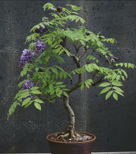 Bonsai Wisteria, Feminine Herbs, American Wisteria, Wisteria Bonsai, Flowering Bonsai, Wisteria Vines, Bonsai Diy, Wisteria Plant, Bonsai Tree Types