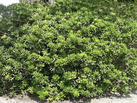 Pittosporum tobira Pittosporum Irene Patterson, Silver Sheen Pittosporum, Variegated Pittosporum, Pittosporum Silver Ball, Pittosporum Tobira Nanum, Soil Texture, Broadleaf Evergreen, Walkway Landscaping, Mock Orange