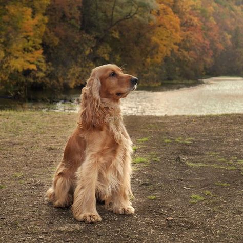 Vintage German Shepherd, Show Cocker Spaniel, Golden Cocker Spaniel, Puppy Dog Pictures, Chien Golden Retriever, Spaniel Breeds, American Cocker Spaniel, Farm Dogs, Cocker Spaniel Puppies