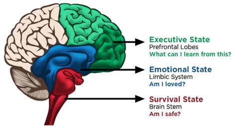 Part One: Understanding Heuristics and Biases in Homeland Security: The Triune Brain Triune Brain, Brain Models, Conscious Discipline, Limbic System, The Human Brain, Emotional Child, Brain Science, Weight Workout, Human Brain