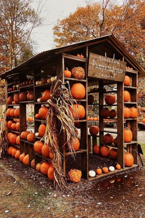 Halloween Pumpkin House Photo Ops Ideas, Cozy Autumn Wallpaper, Pumpkin Patch Farm, Farmers Market Stand, Pumpkin Wallpaper, Autumn Witch, Wallpaper For Pc, Pumpkin House, Happy September