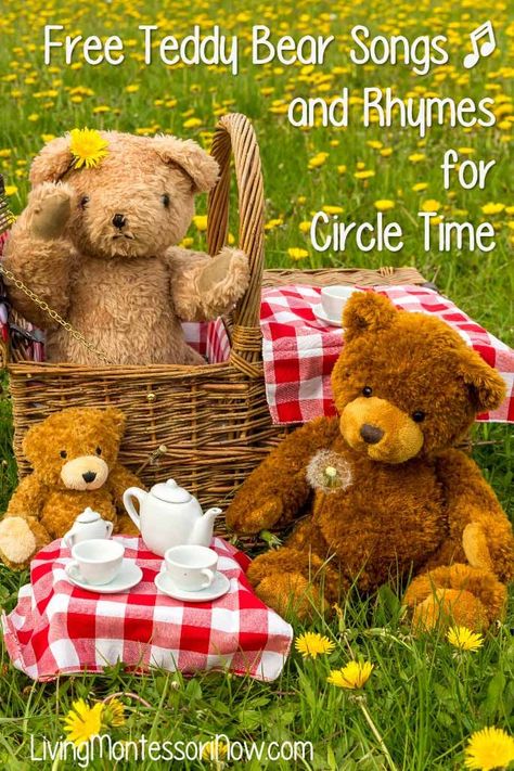 Lots of free and fun teddy bear songs and rhymes for circle time. Teddy bear songs, other fun not-real-animal bear songs, and silly bear songs for toddlers and preschoolers - Living Montessori Now #toddler #preschool #homeschool #teddybear #teddybearpicnic #teddybearsongs Teddy Bear Picnic Activities Kindergarten, Teddy Bear Songs Preschool, Teddy Bear Picnic Theme, Preschool Bear Songs, Teddy Bear Picnic Kindergarten, Bear Songs Preschool, Teddy Bears Picnic Activities, Teddy Bear Activities For Preschool, Teddy Bear Picnic Ideas