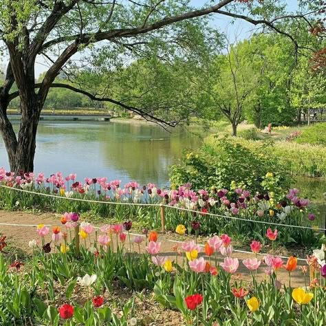 Green Field With Flowers, Japanese Flower Field, Korean Garden Aesthetic, Grass Aesthetic, Korean Garden, Forest Picnic, Scenery Forest, Garden Forest, Travel People