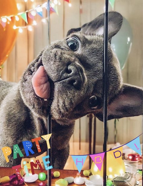 French Bulldog Art, Bulldog Art, French Bull, French Bulldog, Bulldog, Happy Birthday, Dogs, Birthday, Art