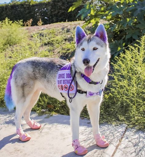 Service Dog Vests Cute, Purple Service Dog Gear, Assistance Dog Gear, Cute Service Dog Vest, Dog Vest Diy, Dr Pets, Golden Retriever Service Dog, Service Dogs Breeds, Vest Ideas