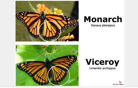 Difference/Resemblance between a Monarch and Viceroy butterfly Viceroy Butterfly, Butterfly Information, Butterfly Identification, Raising Monarch Butterflies, Raising Butterflies, Monarch Butterfly Migration, Butterfly Facts, Monarch Butterfly Garden, Butterfly Feeder