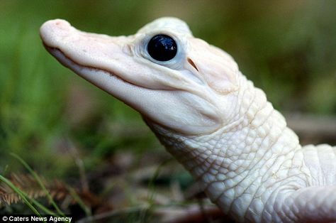 Snappy looker: A white baby American alligator isn't hard to miss here for animal-lovers ... Rare Albino Animals, White Animals, American Alligator, Albino Animals, Rare Animals, Amazing Pictures, Reptiles And Amphibians, Weird Animals, Unique Animals