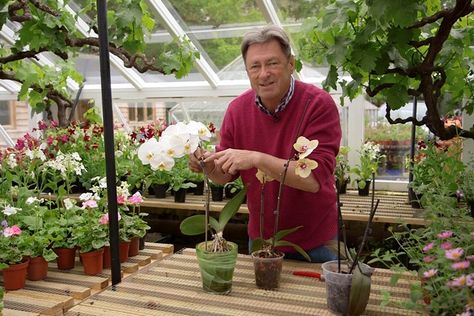 Alan Titchmarsh gives his advice on caring for moth orchids, including watering and tips for pruning after flowering, in this video guide. Looking After Orchids, Alan Titchmarsh, Growing Orchids, Moth Orchid, Orchid Arrangements, Succulents In Containers, Container Gardening Vegetables, Orchid Care, Flower Spike