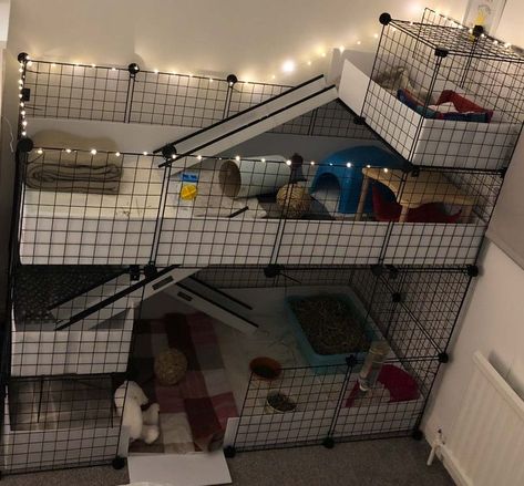 Indoor Guinea Pig Cage, Pig Habitat, Diy Rabbit Cage, Indoor Rabbit Cage, Hedgehog Cage, Diy Guinea Pig Cage, Guinea Pig Cages, Guinea Pig Diy, Bunny Cage