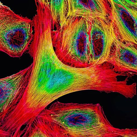 Fluorescence Microscopy, Scientific Art, Cell Biology, Biology, Art Inspiration, Stain, Abstract Artwork, Science, Coding