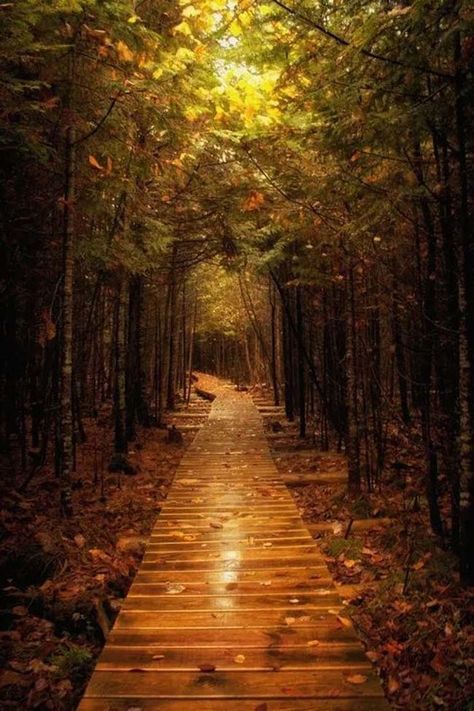 Michigan's Tunnel of Trees 17 must go places in Michigan Path In The Woods, Tunnel Of Trees, Tree Tunnel, Forest Path, Michigan Travel, Pure Michigan, Beautiful Places To Visit, Most Beautiful Places, In The Woods