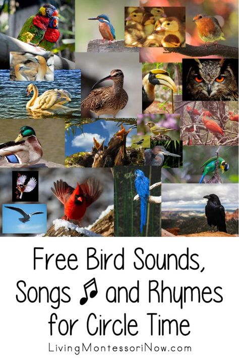 Bird Unit Study Preschool, Songs About Birds Preschool, Bird Songs Preschool, Bird Theme Preschool, Birds For Kids, Sound Song, Free Songs, Nature School, Finger Plays