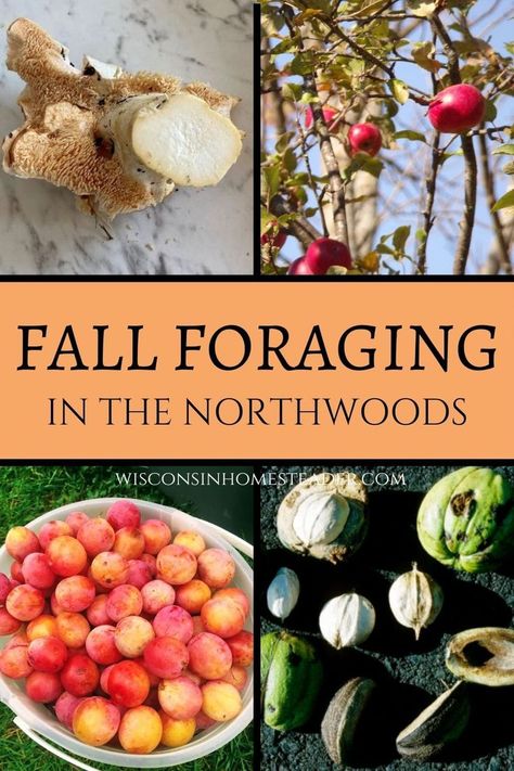 Fall is a great time for foraging in Wisconsin! With berries, fruits, mushrooms, and nuts to choose from, you’re sure to find something to eat from Mother Nature’s garden! Fall Foraging, Wisconsin Food, Sustainable Eating, Simple Life, Natural Healing, Flower Beds, Mother Nature, Wisconsin, Nuts