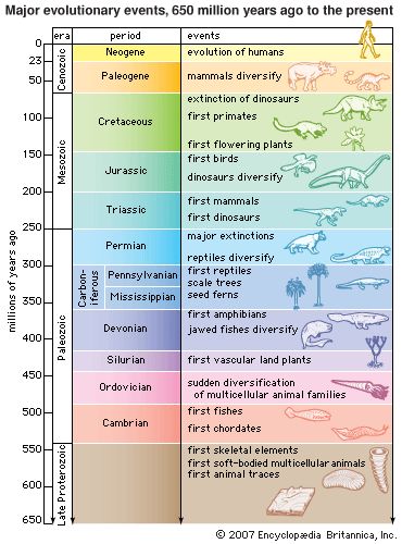 Art:The geologic time scale, showing major evolutionary events from 650 million years ago to the present. Geologic Time Scale, History Of Earth, Theory Of Evolution, Time Worksheets, East Of Eden, Earth And Space Science, Geology Rocks, Life On Earth, Earth From Space