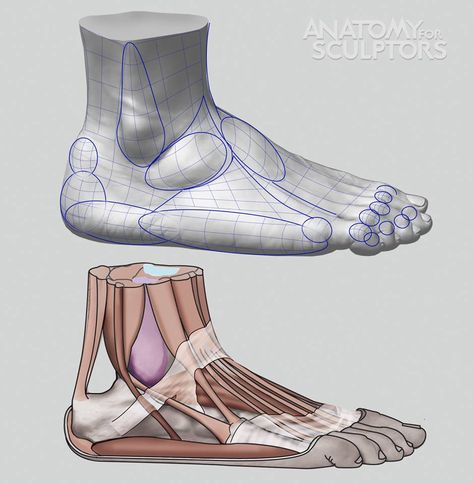 Facebook Drawing Suggestions, Reference Male, Leg Anatomy, Human Anatomy Reference, Sculpture Drawing, 15 Shoes, Drawing Models, Foot Anatomy, Male Figure Drawing