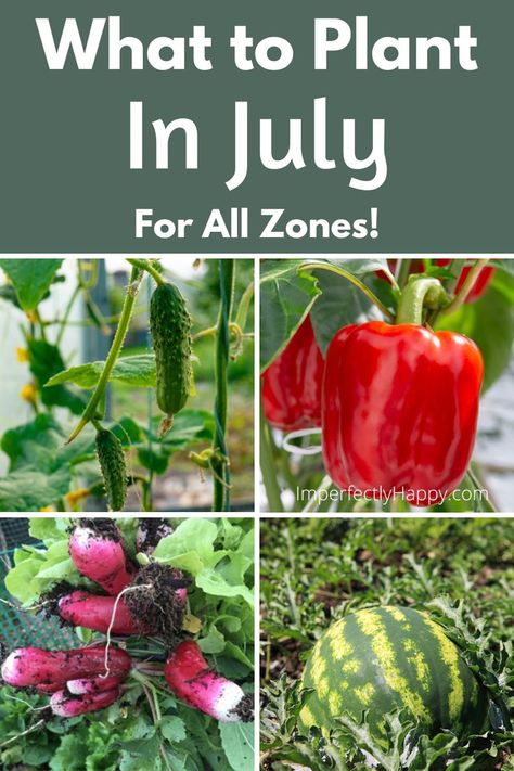 What to Plant in July for your home garden. Everything you can plant all month from seeds to transplants! Zones 1, 2, 3, 4, 5, 6. 7. 8. 9 10 July Crops To Plant, What To Plant In Zone 7 In July, What To Can From Garden, July Planting Zone 6, What To Plant In July, Drawing Bathroom, Easy Gardening Hacks, July Garden, Planting Guide